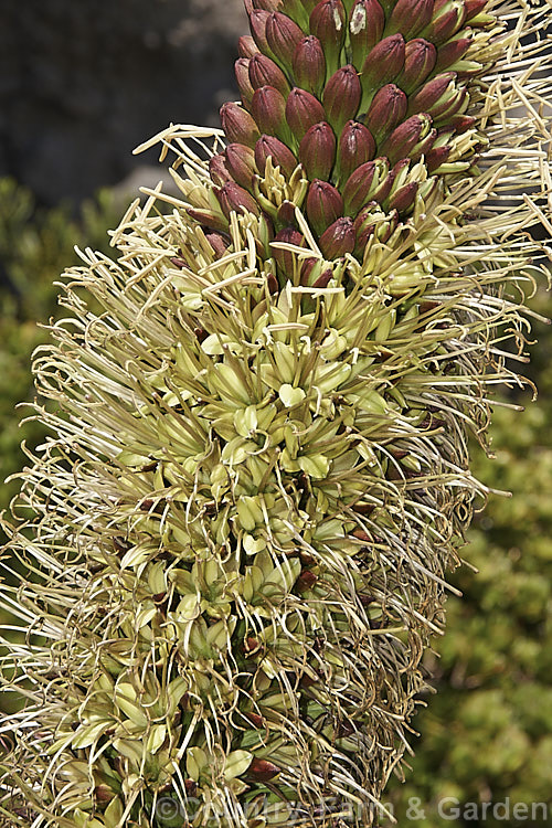 <i>Agave mitis</i> var. <i>mitis</i> (syn. <i>Agave celsii var. celsii</i>), an evergreen, rosette-forming, perennial succulent native to central Mexico. Its green to blue-green leaves are up to 70cm long and have only very small teeth. The flower stems are 1-1.5m tall and the flowers open from late spring. The flowers vary in colour from maroon to the pale yellow-green shown here. Order: Asparagales, Family: Asparagaceae