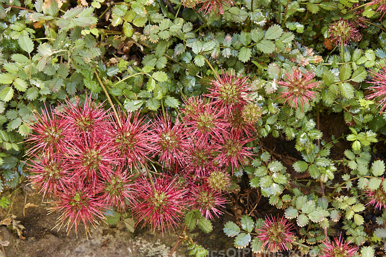 Red Bidi Bidi (<i>Acaena novae-zelandiae</i>), a spreading groundcover member of the rose family that is found throughout New Zealand from lowland to subalpine areas and which produces showy red, spiky, burr-like seed heads. Order: Rosales, Family: Rosaceae