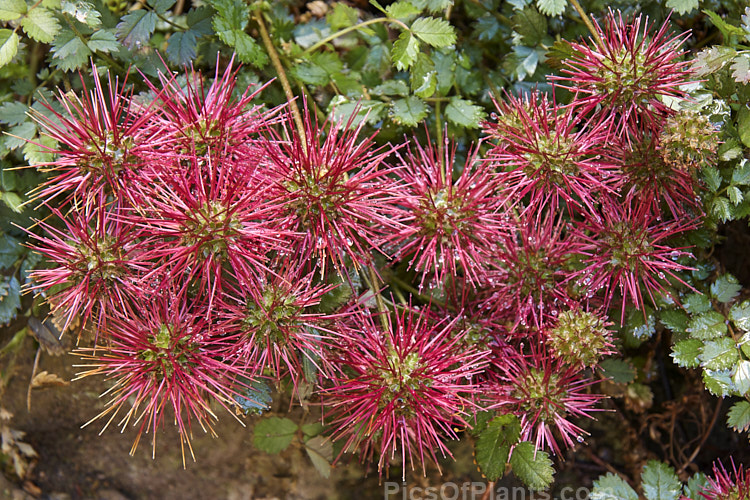 Red Bidi Bidi (<i>Acaena novae-zelandiae</i>), a spreading groundcover member of the rose family that is found throughout New Zealand from lowland to subalpine areas and which produces showy red, spiky, burr-like seed heads. Order: Rosales, Family: Rosaceae