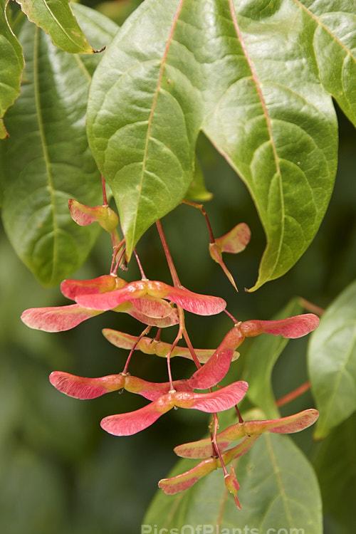 The summer foliage and immature samara of <i>Acer campbellii</i> subsp. <i>wilsonii</i> (syn. <i>Acer wilsonii</i>), a subspecies of a 30m tall deciduous tree found in the Himalayas from Nepal to Tibet and in neighbouring parts of China. Subspecies <i>wilsonii</i> is smaller than the species, around 13m tall, and its leaves have 3 lobes rather than the 5-7 lobes of the species. It occurs naturally in China. Order Sapindales, Family: Sapindaceae