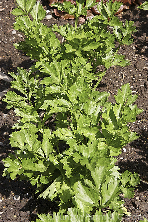 Young plants of Celery (<i>Apium graveolens var. dulce</i>), a Eurasian biennial or perennial cultivated as an annual grown for its thickened, edible and pungently flavoured stems. apium-2347htm'>Apium.