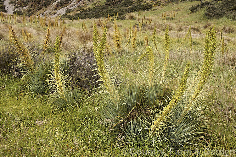 Wild Spaniard or Colenso's Spaniard (<i>Aciphylla colensoi</i>), a tough subalpine to alpine perennial from the southern North Island and South Island of New Zealand. The leaves can be up to 50cm long and are tipped with fierce spines. The flower stems, which develop in summer, are up to 15m tall. Order: Apiales, Family: Apiaceae