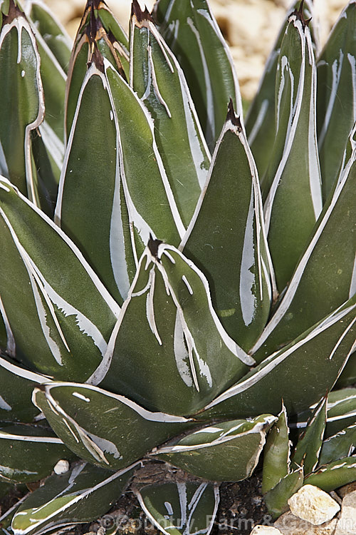 <i>Agave victoria-reginae</i>, a small rosette-forming succulent native to Mexico. It is notable for its unusually marked foliage with very distinctive white striping. Its flower stem can grow to 5m tall, with red-tinted green flowers. Order: Asparagales, Family: Asparagaceae