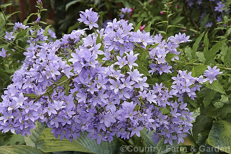 Milky Bellflower (<i>Campanula lactiflora</i>), a 15m tall, summer-flowering perennial native to the Caucasus It forms a clump of erect stems that often bends over under the weight of bloom that they carry. Order: Asterales, Family: Campanulaceae