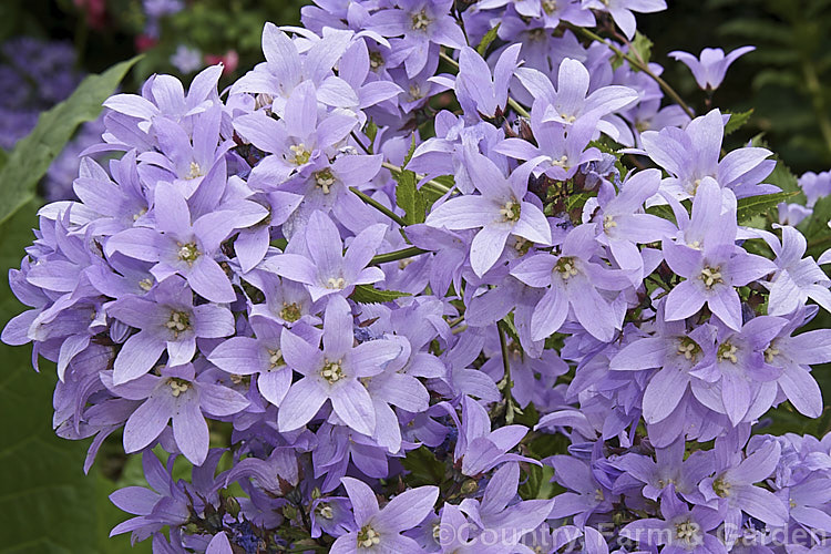 Milky Bellflower (<i>Campanula lactiflora</i>), a 15m tall, summer-flowering perennial native to the Caucasus It forms a clump of erect stems that often bends over under the weight of bloom that they carry. Order: Asterales, Family: Campanulaceae