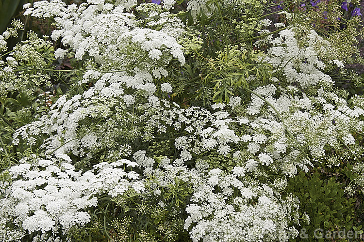 Bishop's Weed or Hogweed (<i>Ammi majus</i>), a 60cm high, summer-flowering annual or short-lived perennial native to the Mediterranean and Eurasian region. Often naturalising freely, it is most at home in wild gardens. Order: Apiales, Family: Apiaceae