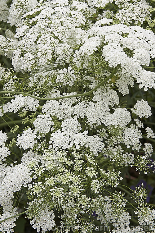 Bishop's Weed or Hogweed (<i>Ammi majus</i>), a 60cm high, summer-flowering annual or short-lived perennial native to the Mediterranean and Eurasian region. Often naturalising freely, it is most at home in wild gardens. Order: Apiales, Family: Apiaceae