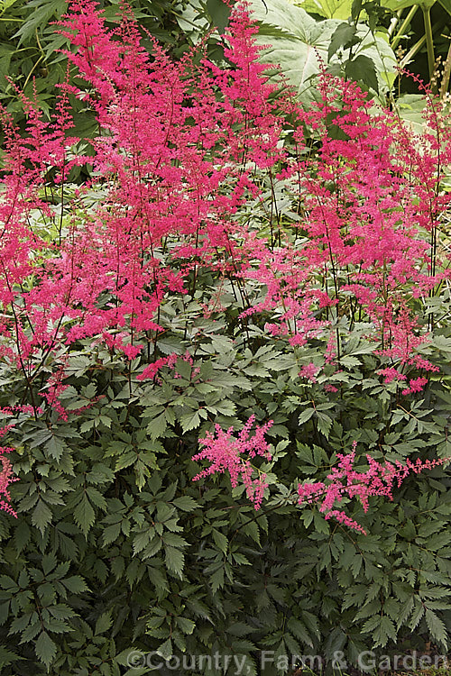 Astilbe japonica 'Federsee', a cultivar of a Japanese perennial, this form has dark green leaves and red flowers on stems that grow to around 60cm tall astilbe-2381htm'>Astilbe. <a href='saxifragaceae-plant-family-photoshtml'>Saxifragaceae</a>.