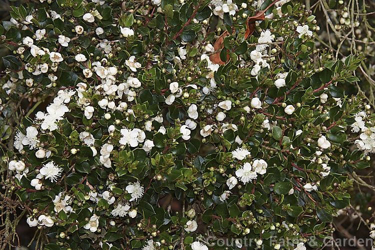 Luma (<i>Amomyrtus luma [syns. Myrtus luma, Luma apiculata]), an evergreen shrub or tree up to 20m tall. The scented flowers are followed by small, edible black berries. Native to Chile and Argentina. Order: Myrtales, Family: Myrtaceae