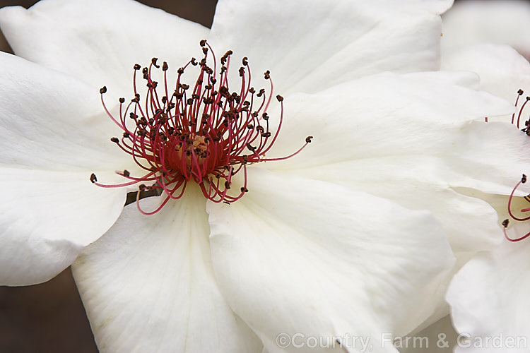 Rosa 'White Wings' ('Dainty. Bess' x Unknown</i>), a Hybrid Tea rose raised in 1947 by Krebs of the United States. The flower have a mild scent and distinctive red anthers that become more conspicuous as the flowers age. Order: Rosales, Family: Rosaceae