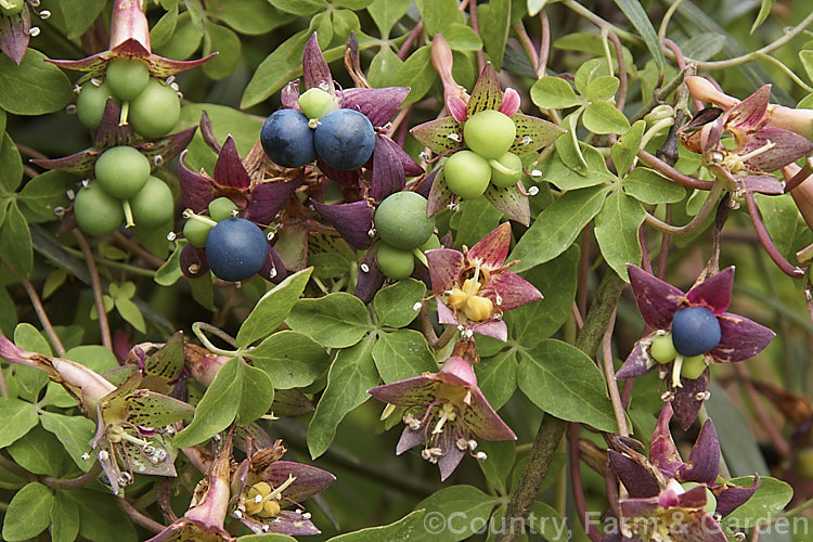The developing fruit of Tropaeolum pentaphyllum, a tuberous-rooted, twining, herbaceous, perennial climber native to temperate. South America. It flowers mainly in spring and early summer. tropaeolum-3375htm'>Tropaeolum. <a href='tropaeolaceae-plant-family-photoshtml'>Tropaeolaceae</a>.