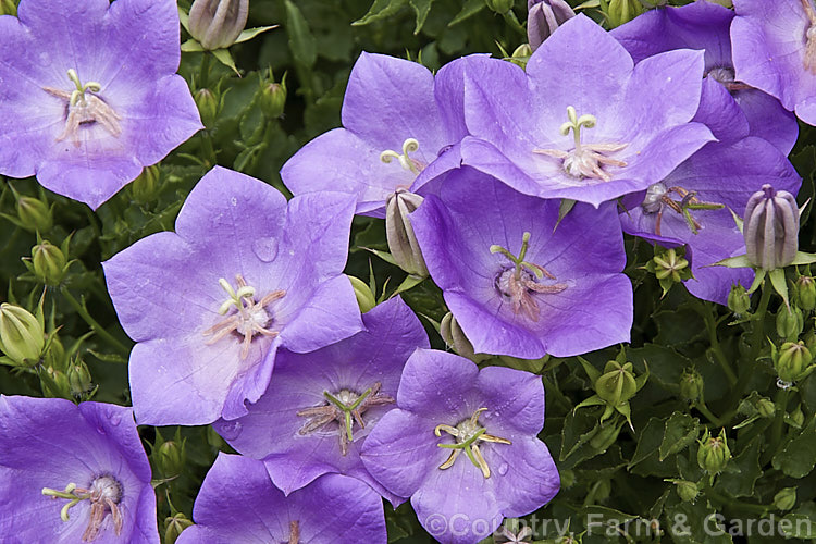 Tussock Bellflower (<i>Campanula carpatica</i>), a late spring- to summer-flowering, mound-forming perennial native to the Carpathian. Mountains. It is popular for both perennial borders and rockeries. Order: Asterales, Family: Campanulaceae