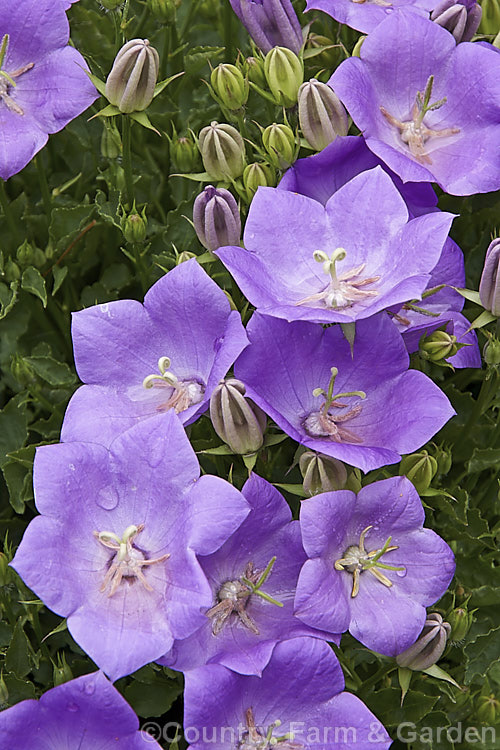 Tussock Bellflower (<i>Campanula carpatica</i>), a late spring- to summer-flowering, mound-forming perennial native to the Carpathian. Mountains. It is popular for both perennial borders and rockeries. Order: Asterales, Family: Campanulaceae