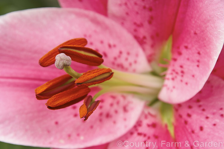 Lilium 'Sorbonne', an Oriental Lily hybrid that grows to around 12m tall While not always abundant, the flowers are large for the size of the plant and are very pleasantly scented. lilium-2171htm'>Lilium. <a href='liliaceae-plant-family-photoshtml'>Liliaceae</a>.