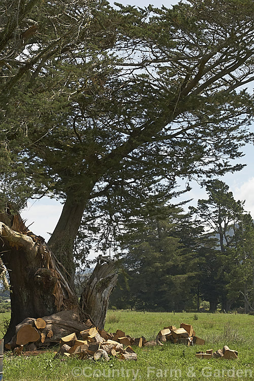 An old Monterey. Cypress (<i>Hesperocyparis macrocarpa [syn. Cupressus macrocarpa]) undergoing surgery to remove broken limbs. Popular as a farm shelter tree in New Zealand, where this shot was taken, this western North American native often develops very heavy branches that are inclined to break under their own weight in strong winds. While not really a timber tree, it makes excellent firewood. Order: Pinales, Family: Cupressaceae