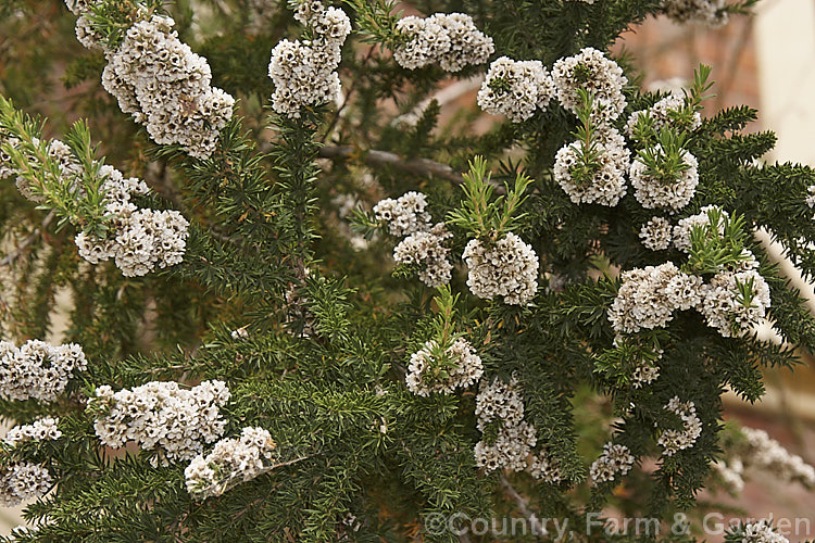 Taxandria juniperina (syn. Agonis juniperina</i>), a popular. Western Australian shrub or small tree often used in floristry. It blooms for a long period for early autumn until well into spring. taxandria-3350htm'>Taxandria. .