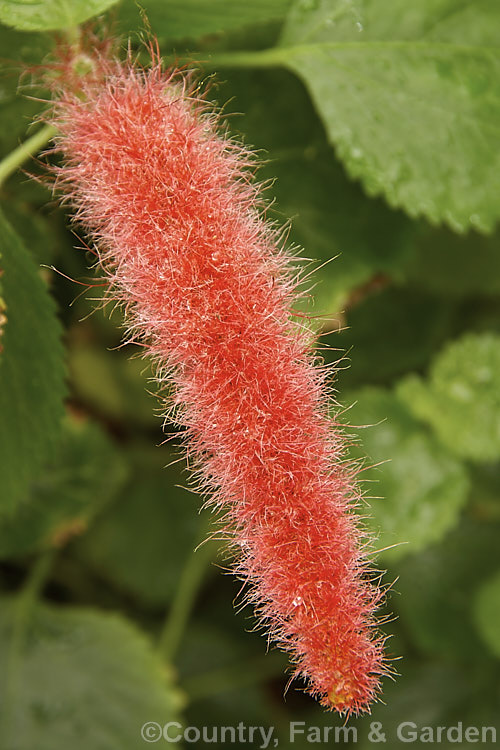 The flower spike of the Red Cat's Tail (<i>Acalypha reptans</i>), a low, spreading, evergreen perennial native to India It can mound to around 30cm tall but its cascading habit makes it best suited to hanging basket cultivation. The flower spikes are up to 10cm long and appear mainly in summer. Because it is considerably smaller than the other. Cat's Tails it is sometimes called Kitten's Tail. Order: Malpighiales, Family: Euphorbiaceae