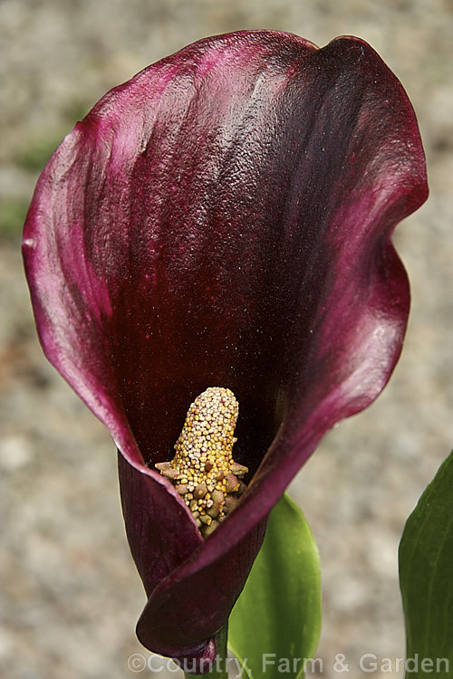 Zantedeschia x hybrida 'Obsidian' (syn 'Black Knight'), a hybrid 'calla' lily with a very dark purple-black spathe It was introduced in 2004 by VCI. Nederland of Holland.