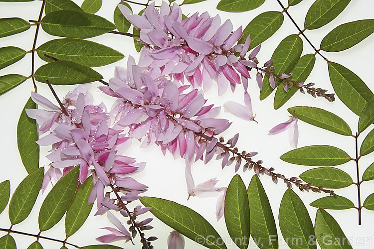 Flowers and foliage of Indigofera decora, a low shrub native to Japan and central China. It grows to around 80cm tall, is evergreen in mild climates, deciduous elsewhere and can reshoot from the rootstock if frosted to the ground. indigofera-2452htm'>Indigofera.