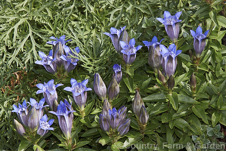 Gentiana septemfida, a western and central Asian 10 x 30cm high late summer- to autumn-flowering perennial. It is a variable species and in gardens there is considerable confusion between the cultivated and wild varieties. gentiana-2191htm'>Gentiana. <a href='gentianaceae-plant-family-photoshtml'>Gentianaceae</a>.