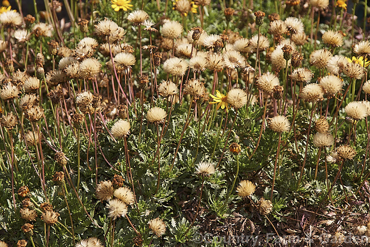 The mature seedheads of Haplopappus glutinosus, a spreading, evergreen, summer-flowering perennial daisy native to Chile and Argentina. The flower stems are up to 15cm tall and the abundant flowerhead are followed by equally abundant fluffy seedheads. Order: Asterales, Family: Asteraceae