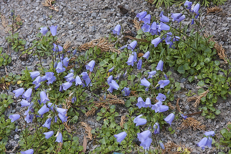 Fairy Thimbles (<i>Campanula cochleariifolia [syn. Campanula pusilla]), a tuft-forming, creeping, summer-flowering European perennial often grown in rockeries. Order: Asterales, Family: Campanulaceae