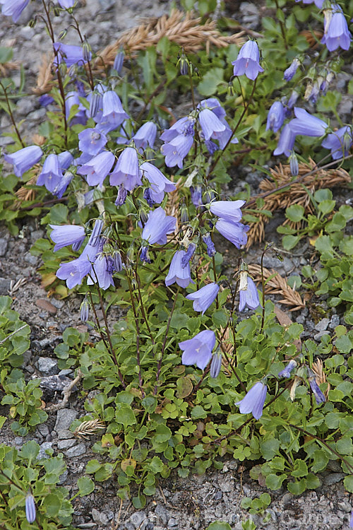 Fairy Thimbles (<i>Campanula cochleariifolia [syn. Campanula pusilla]), a tuft-forming, creeping, summer-flowering European perennial often grown in rockeries. Order: Asterales, Family: Campanulaceae