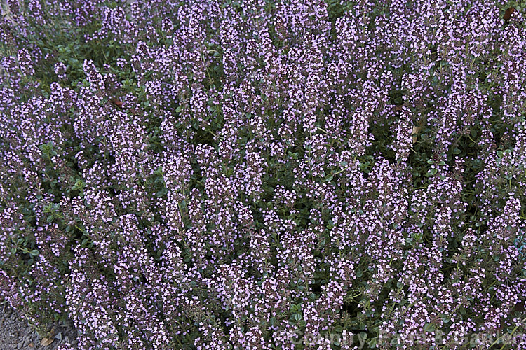 Oregano. Thyme (<i>Thymus nummularius</i>), a procumbent, summer-flowering subshrub found from the Caucasus to Iran. It can spread to cover around 1 square metre and mounds up to 15cm high when in flower. The foliage is strongly aromatic and has culinary uses. Order: Lamiales, Family: Lamiaceae