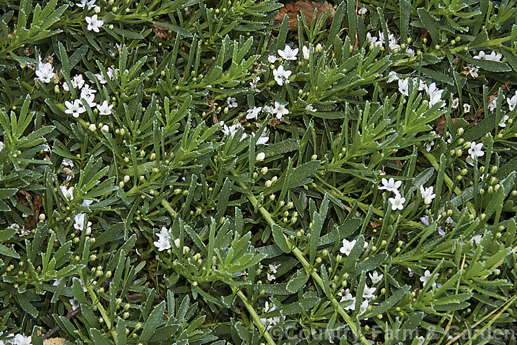 Creeping Boobialla or Prostrate Myoporum (<i>Myoporum parvifolium</i>), a low, spreading, summer-flowering, evergreen shrub native to southeastern Australia. The small white, mauve or pink flowers are followed by purplish fruits. myoporum-3164htm'>Myoporum. <a href='scrophulariaceae-plant-family-photoshtml'>Scrophulariaceae</a>.