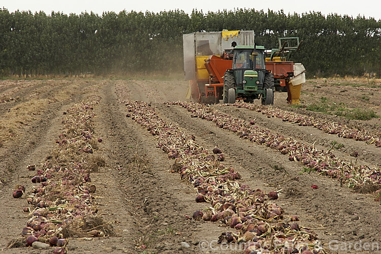 A field of onions being harvested. The onions need to be dry before final harvesting to lessen the risk of rotting. allium-2045htm'>Allium.