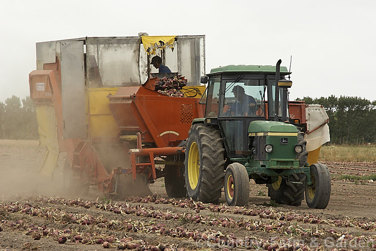 A field of onions being harvested. The onions need to be dry before final harvesting to lessen the risk of rotting. allium-2045htm'>Allium.