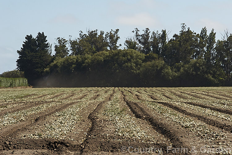 A field of onions lifted for drying. The onions need to be dry before final harvesting to lessen the risk of rotting while in storage. allium-2045htm'>Allium.