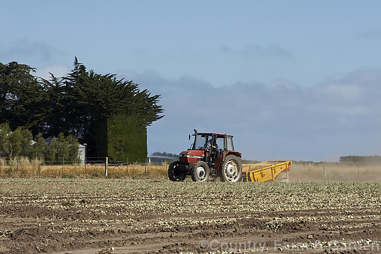 A field of onions being harvested. The onions need to be dry before final harvesting to lessen the risk of rotting. allium-2045htm'>Allium.