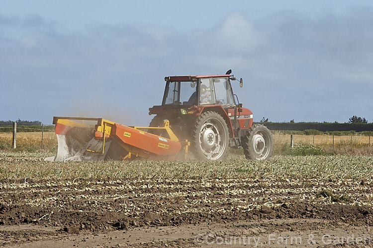 A field of onions being harvested. The onions need to be dry before final harvesting to lessen the risk of rotting. allium-2045htm'>Allium.