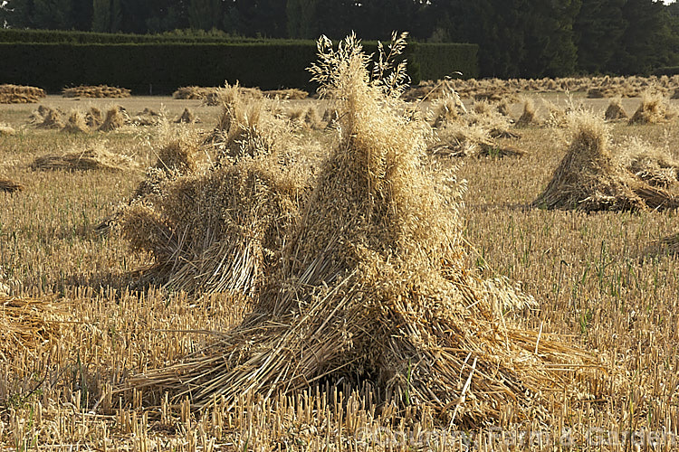 A stook of Oats (<i>Avena sativa</i>), a Eurasian grass that is one of the major grain crops. Although a staple food in the Middle. Ages, for many years oats were primarily used as a fodder crop, but with the rise in the consumption of breakfast cereal and mixed grain breads they are once again widely used. avena-2197htm'>Avena. .