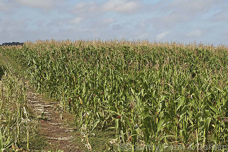 A field of Maize (<i>Zea mays</i>), a robust annual grass from Central America. Most often this crop is grown for animal fed or ground meal production. Increasingly, though, maize is grown for producing biomass for ethanol production or for silage. This is a cultivar with deep golden to red kernels, a colouration that is also seen in the tassels on the cobs. Order: Poales, Family: Poaceae