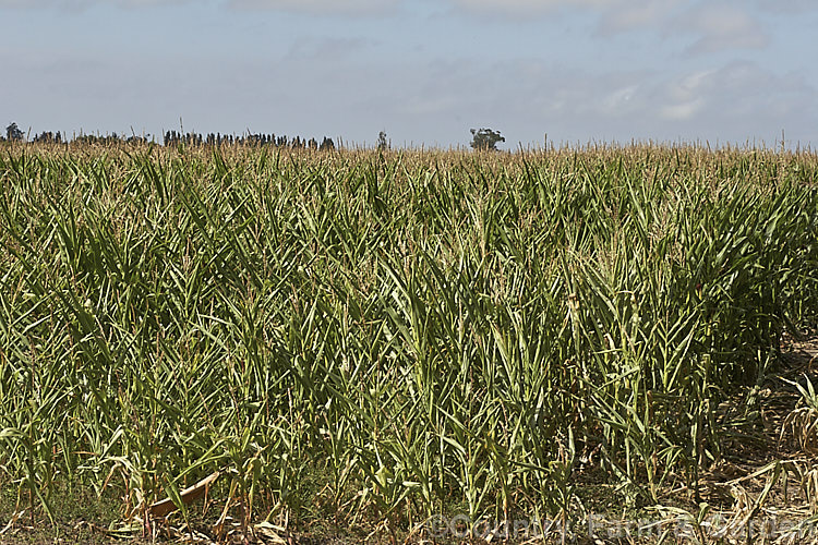 A field of Maize (<i>Zea mays</i>), a robust annual grass from Central America. Most often this crop is grown for animal fed or ground meal production. Increasingly, though, maize is grown for producing biomass for ethanol production or for silage. This is a cultivar with deep golden to red kernels, a colouration that is also seen in the tassels on the cobs. Order: Poales, Family: Poaceae