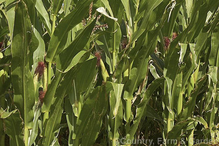 Maize (<i>Zea mays</i>), a robust annual grass from Central America. Most often this crop is grown for animal fed or ground meal production. Increasingly, though, maize is grown for producing biomass for ethanol production or for silage. This is a cultivar with deep golden to red kernels, a colouration that is also seen in the tassels on the cobs. Order: Poales, Family: Poaceae