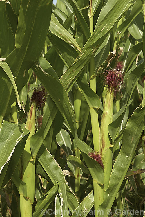 Maize (<i>Zea mays</i>), a robust annual grass from Central America. Most often this crop is grown for animal fed or ground meal production. Increasingly, though, maize is grown for producing biomass for ethanol production or for silage. This is a cultivar with deep golden to red kernels, a colouration that is also seen in the tassels on the cobs. Order: Poales, Family: Poaceae