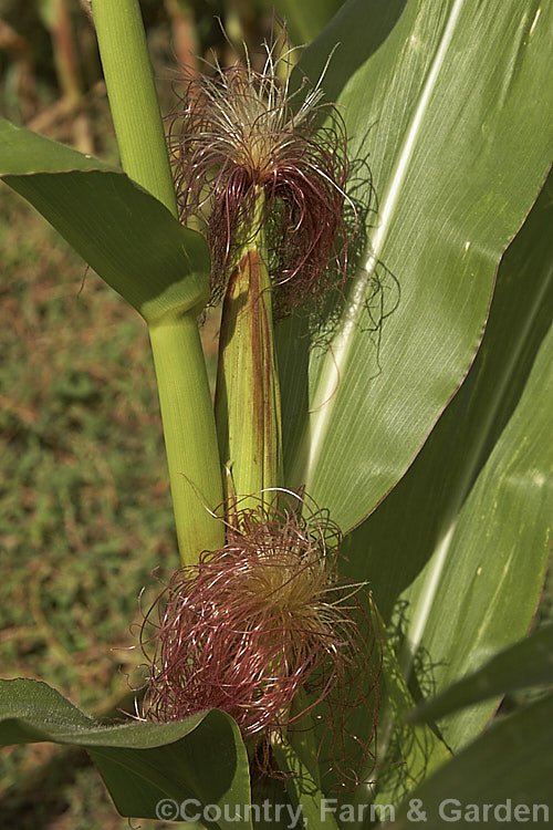 Female flower tassels of maize (<i>Zea mays</i>), a robust annual grass from Central America. Most often this crop is grown for animal fed or ground meal production. Increasingly, though, maize is grown for producing biomass for ethanol production or for silage. This is a cultivar with deep golden to red kernels, a colouration that is also seen in the tassels on the cobs. Order: Poales, Family: Poaceae