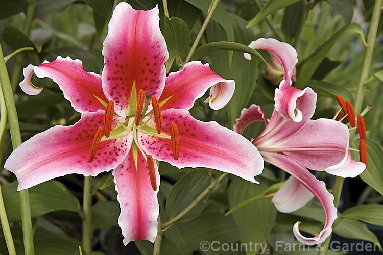 Lilium 'Stargazer', usually considered to be the most popular lily of them all, this Oriental hybrid has very distinctively marked flowers that are wide, with relatively narrow petals. It was raised in 1978 by Leslie. Woodriff of the United States and was unusual at that time because its flowers faced upwards. lilium-2171htm'>Lilium. <a href='liliaceae-plant-family-photoshtml'>Liliaceae</a>.