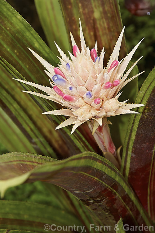 <i>Aechmea fasciata</i> 'Kiwi', a dark-foliaged cultivar of a spectacularly flowered bromeliad native to Brazil. The leaves are striped with purple-red and the flower stem can reach 1m high. Order: Poales, Family: Bromeliaceae