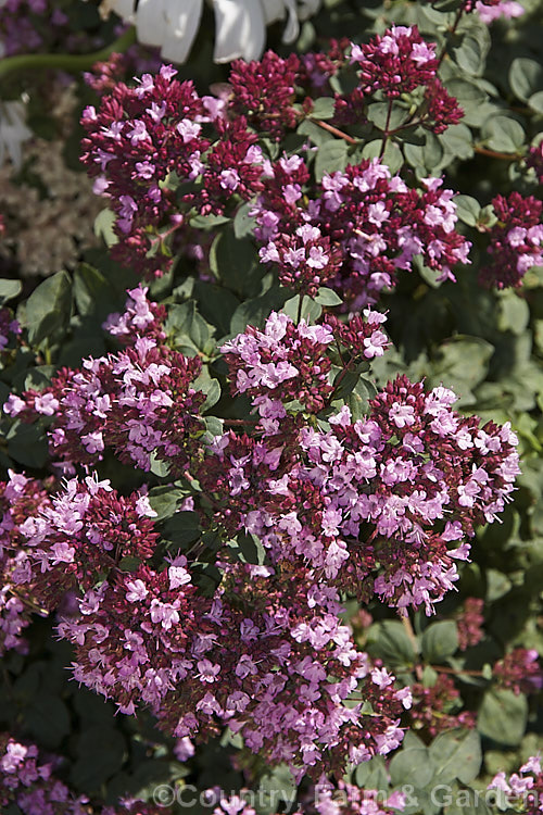 Origanum 'Rosenkuppel', a low-growing, spreading, showy oregano with bright pink summer flowers and darker calyces. Probably a hybrid, it is sometimes listed as a cultivar of Origanum laevigatum. origanum-2469htm'>Origanum.