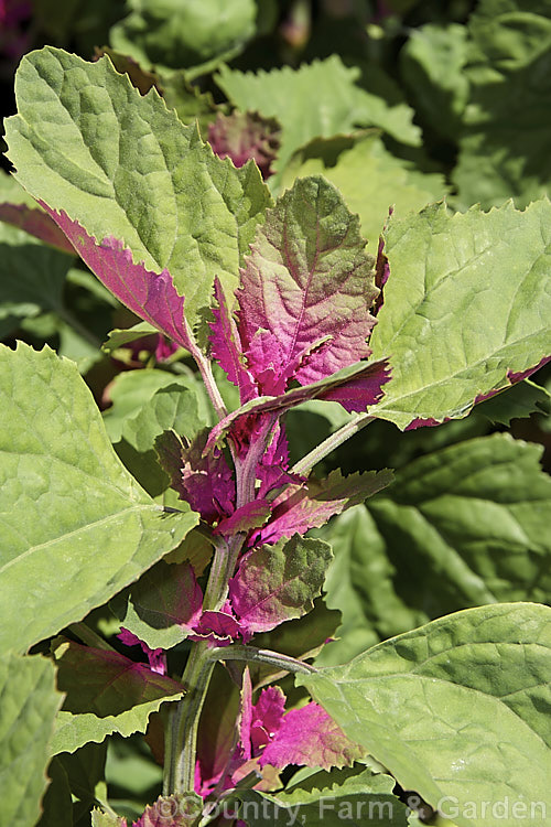 Tree Spinach (<i>Chenopodium giganteum</i>), a 3m tall annual native to northern India Form late summer it produces sprays of minute flowers that are followed by dry, black-seeded fruits. The young foliage is edible but is often grown mainly for its vivid purple-pink colouration. chenopodium-2424htm'>Chenopodium. Order: Caryophyllales, Family: Amaranthaceae