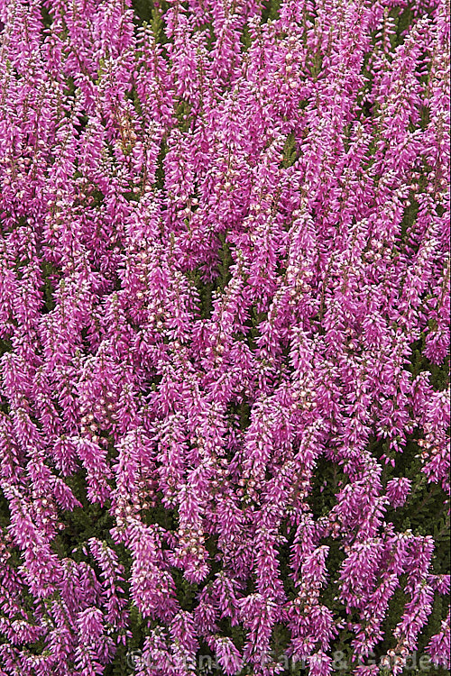 Calluna vulgaris 'Darkness', one of the many cultivars of Scotch heather or ling, a primarily autumn-flowering shrub found over much of the temperate Northern Hemisphere. It grows to around 40cm tall x 80cm wide. calluna-2108htm'>Calluna. Order: Ericales, Family: Ericaceae