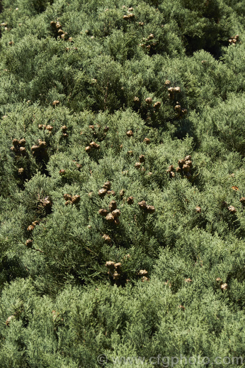 Murray. River Cypress. Pine (<i>Callitris columellaris</i>), a narrow, upright, 25m tall, evergreen conifer native to eastern Australia. It is a Cupressus relative not a pine. callitris-2625htm'>Callitris. Order: Pinales, Family: Cupressaceae