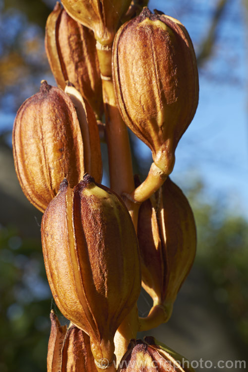 The mature seedpods of the Giant Himalayan Lily (<i>Cardiocrinum giganteum</i>), an early summer-flowering Himalayan bulb that grows very quickly to over 3m high after disappearing completely over winter. The flowers are quite strongly scented, though because they are so high up the fragrance is not always noticeable. Order: Liliales, Family: Liliaceae