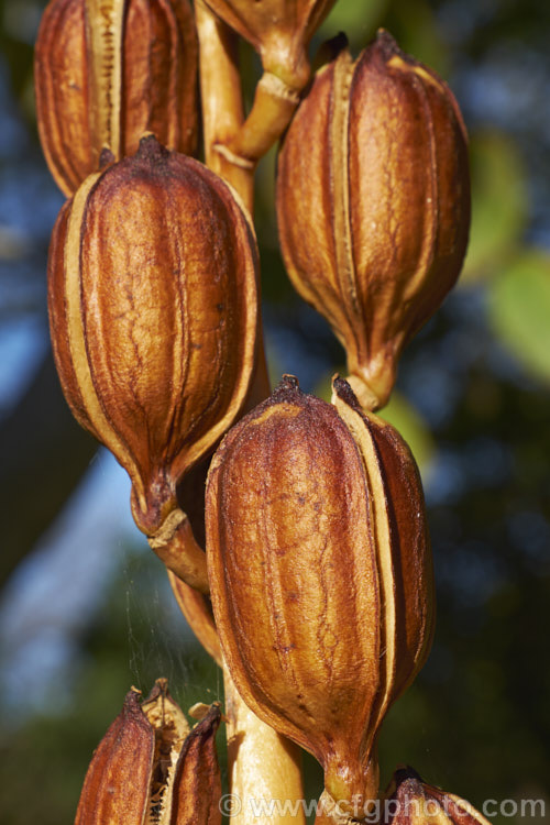 The mature seedpods of the Giant Himalayan Lily (<i>Cardiocrinum giganteum</i>), an early summer-flowering Himalayan bulb that grows very quickly to over 3m high after disappearing completely over winter. The flowers are quite strongly scented, though because they are so high up the fragrance is not always noticeable. Order: Liliales, Family: Liliaceae