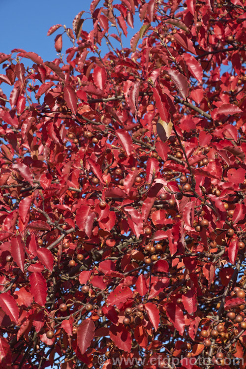 The late autumn foliage of Pyrus calleryana 'Aristocrat', a strongly upright cultivar of the Callery Pear, a deciduous tree native to China 'Aristocrat' grows to around 13m tall, has masses of white flowers in spring, bright red autumn foliage and unlike the species its branches are thornless. The fruit may be red-tinted, though this is sometimes masked by the russet overtones 'Aristocrat' is a popular street tree. Order: Rosales, Family: Rosaceae