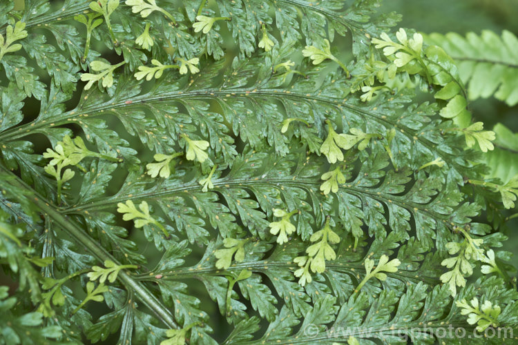 Hen and Chickens. Fern (<i>Asplenium bulbiferum</i>), an evergreen fern native to Australia and New Zealand So-named for the small plantlets that form along the edge of the fronds, as seen here. Note the abundance of scale insects on the fronds. asplenium-2279htm'>Asplenium. <a href='aspleniaceae-plant-family-photoshtml'>Aspleniaceae</a>.